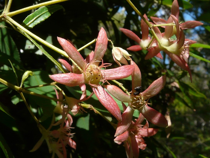 Ian Fraser, talking naturally Australian Christmas Trees