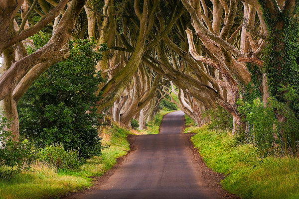 ireland s hedges is the most mystifyingly cool road huffpost the hedges best place for photography travel and tourism ireland s hedges is the most mystifyingly cool road huffpost the hedges best place for photography travel and tourism