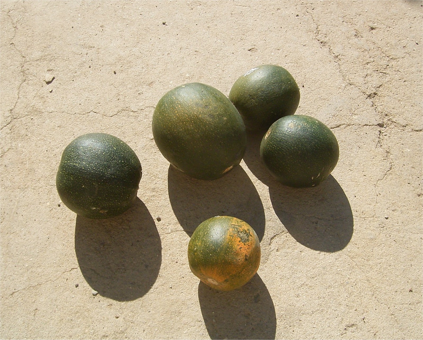 Cucurbita cultivar (Gem Squash) South African