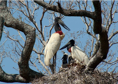 O ninho do tuiuú é feito no pico das árvores. São feitos em grupos de até seis, às vezes junto a garças e a outras aves. A fêmea põe de dois a cinco ovos brancos. O mesmo ninho pode ser usado várias vezes pelo mesmo casal. O ninho do Tuiuiú