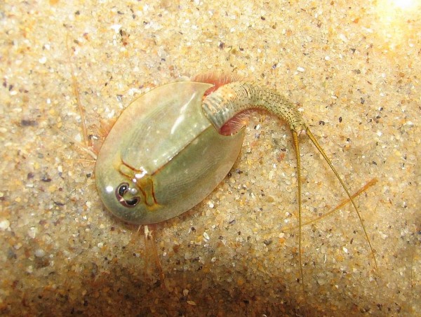Triops: Facts about the three-eyed 'dinosaur shrimp