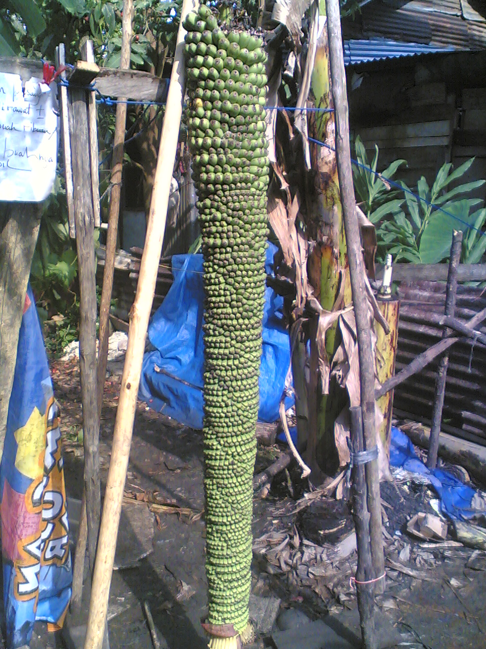 pisang raja aneh pisang raja aneh