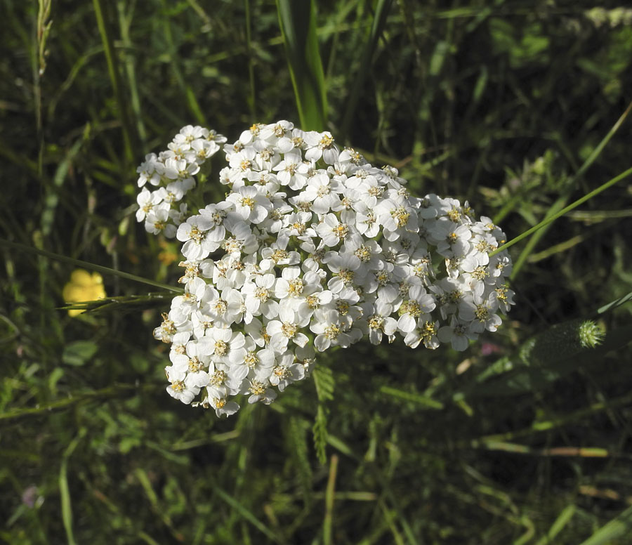 Studio And Garden June 2017 Yarrow S White Is Made Up Of Many Small Flowers Each With Its Pale Yellow Center