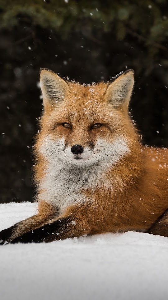 Wildlife Snow Fox Android Wallpaper