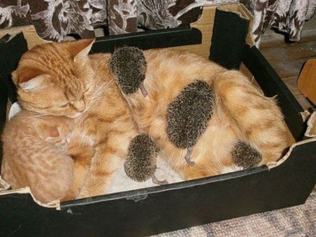 http://4.bp.blogspot.com/-fZdO7gMqwfY/UI-mzsl486I/AAAAAAAAZ58/ABtjq1iEYyY/s640/baby-hedgehogs-adopted-by-cat-009.jpg
