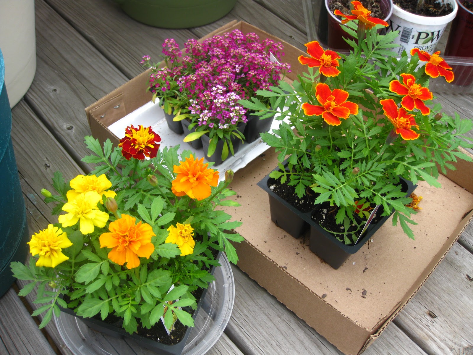 Charm city balcony garden: Need more space!!