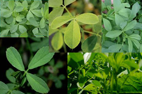 300 Gambar Daun Alfalfa HD Terbaik 300 Gambar Daun Alfalfa HD Terbaik