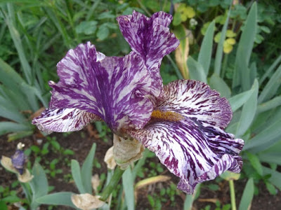 Flora Wonder Blog