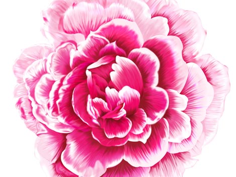 Anna Rose Bain S Art Blog Peony Painting Frenzy