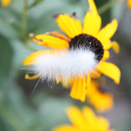 When To Plant Black Eyed Susan Seeds Outdoors - When To Plant Black-Eyed Susan Seeds Zone 5