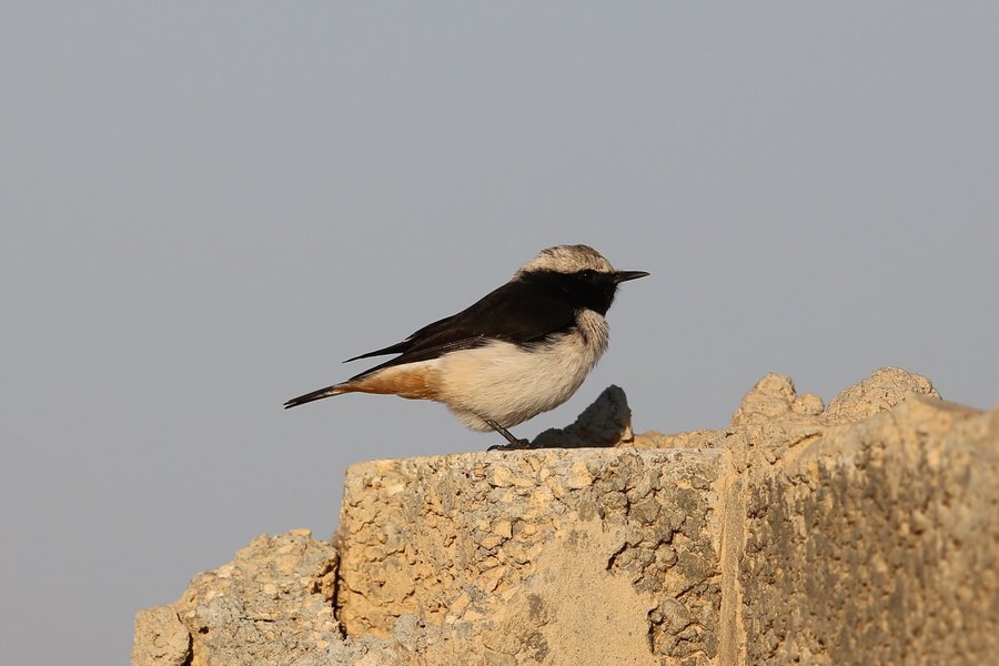 Wheatear Bird
