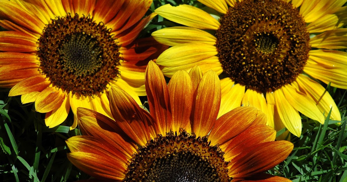Tulsa Landscapers Sunflowers