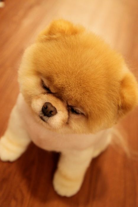 pomeranian boo puppies meet boo the cutest pomeranian damn cool pictures pomeranian boo puppies meet boo the cutest pomeranian damn cool pictures