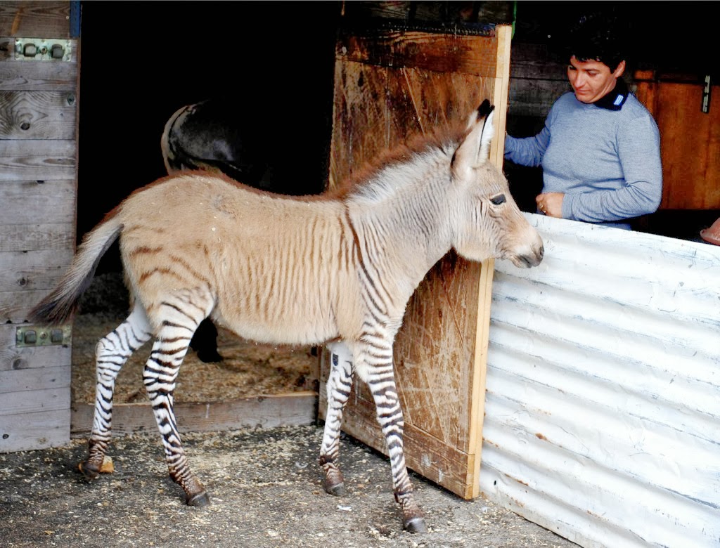 Cempaka Nature, Agriculture and Environment Meet the ‘Zonkey’ Rare