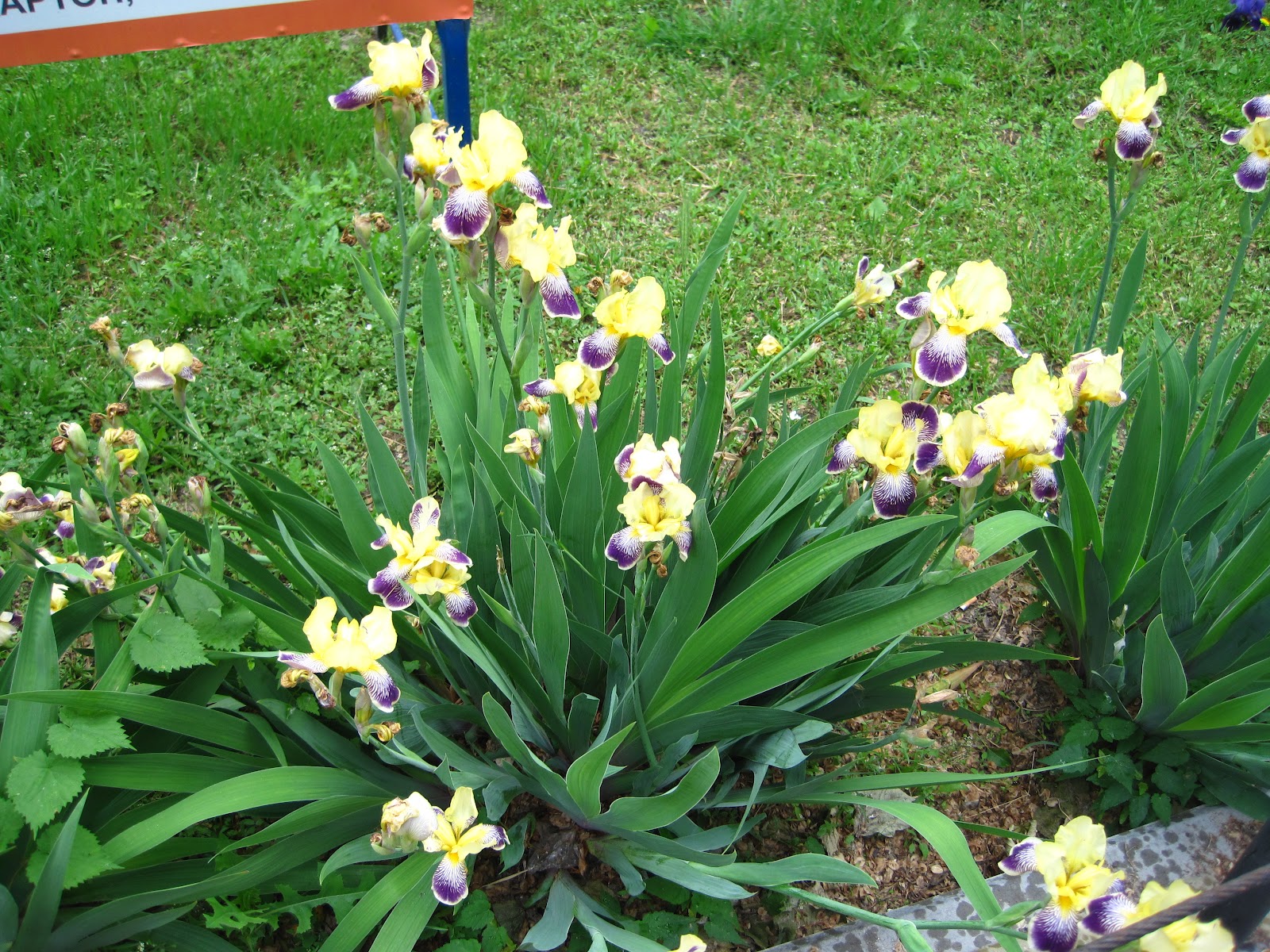 Enjoying My Garden: Flowers of Ukraine...