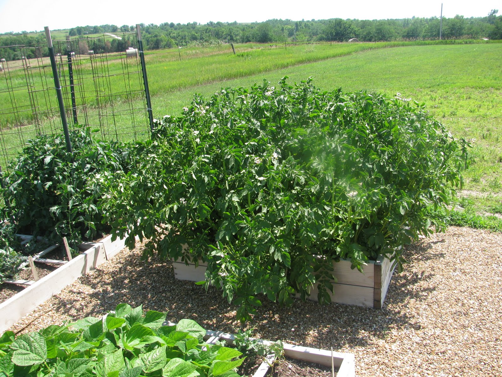 The Harried Homemaker Preps: This is Why I'm a Square Foot Gardening