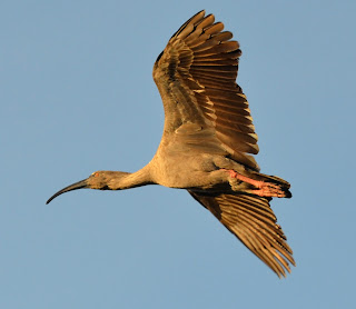 Plumbeous Ibis, Theristicus caerulescens