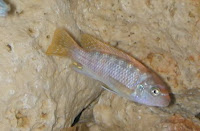 malawi cichlid fish hybrid breeding hobby
