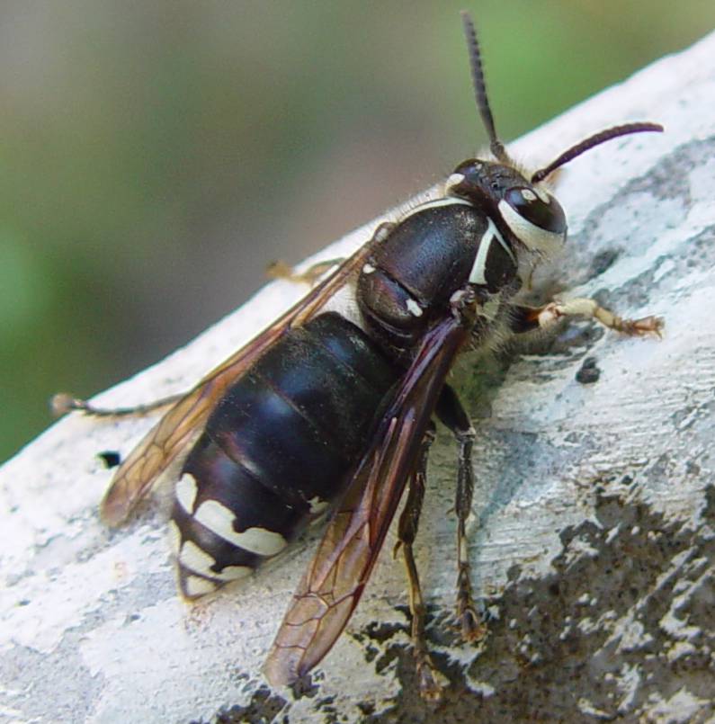 Hornet Vs Yellow Jacket Hornet Vs Yellow Jacket