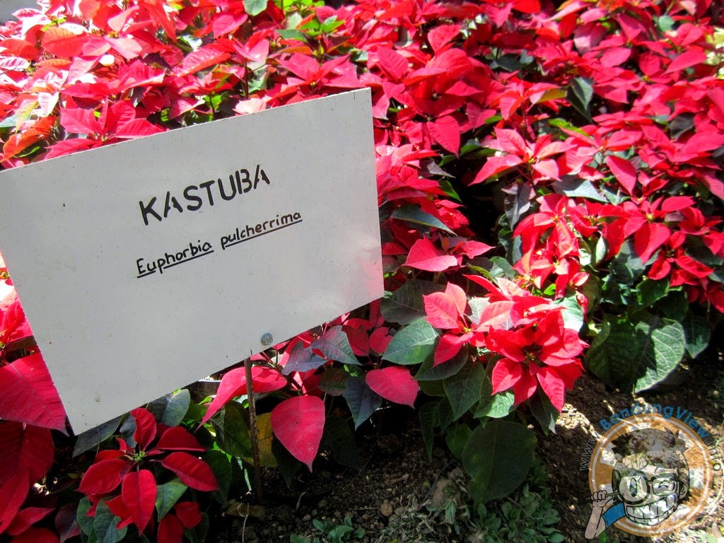 Kastuba - Taman pustaka bunga kandaga puspa