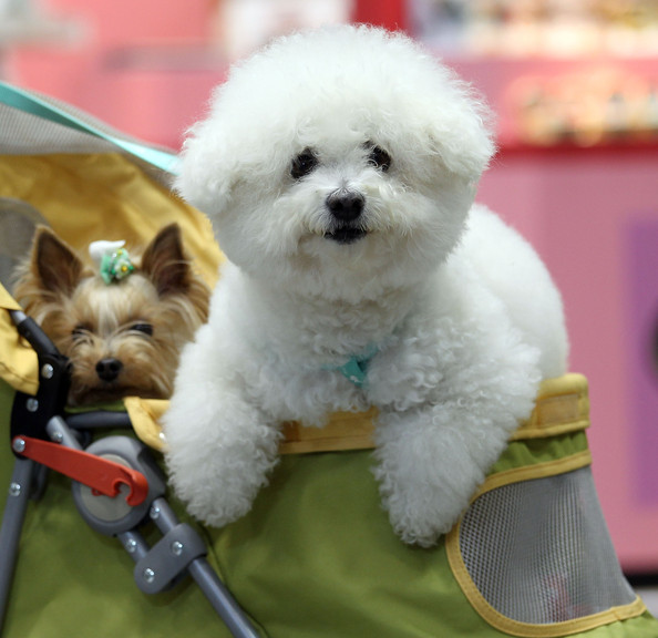 Christmas horse quotes. quotesgram Cute Dogs ~ Wallpaper & Pictures