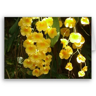 Cultivo de orquideas Cultivo de orquideas