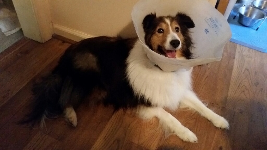 Dogs with chris7 Sky's Staples Are Removed