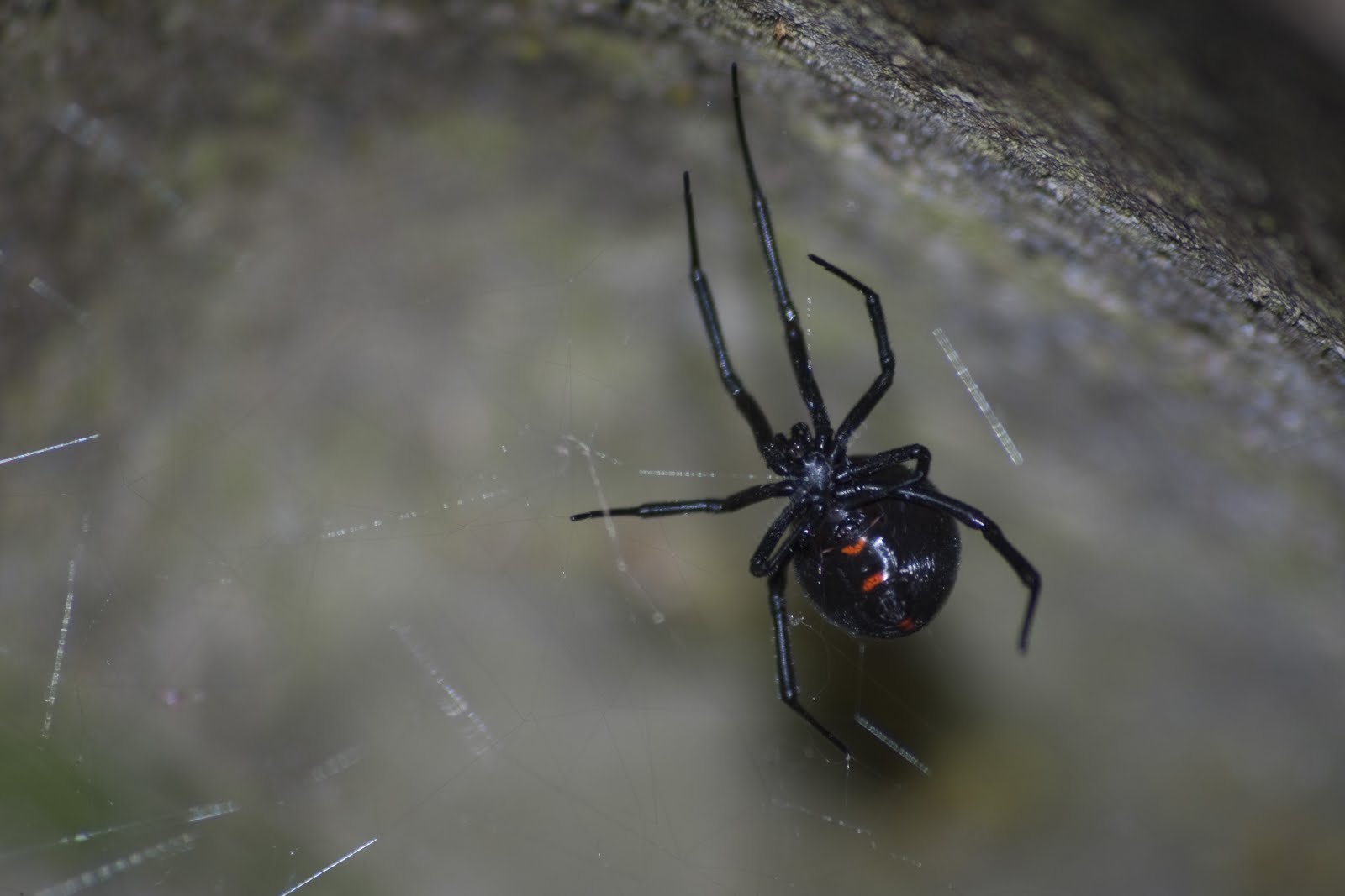 Northern Widow (Latrodectus variolus)