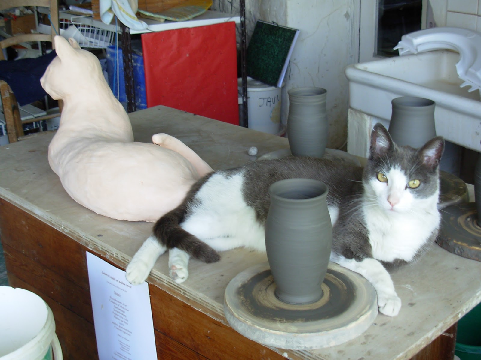 chat yvelines