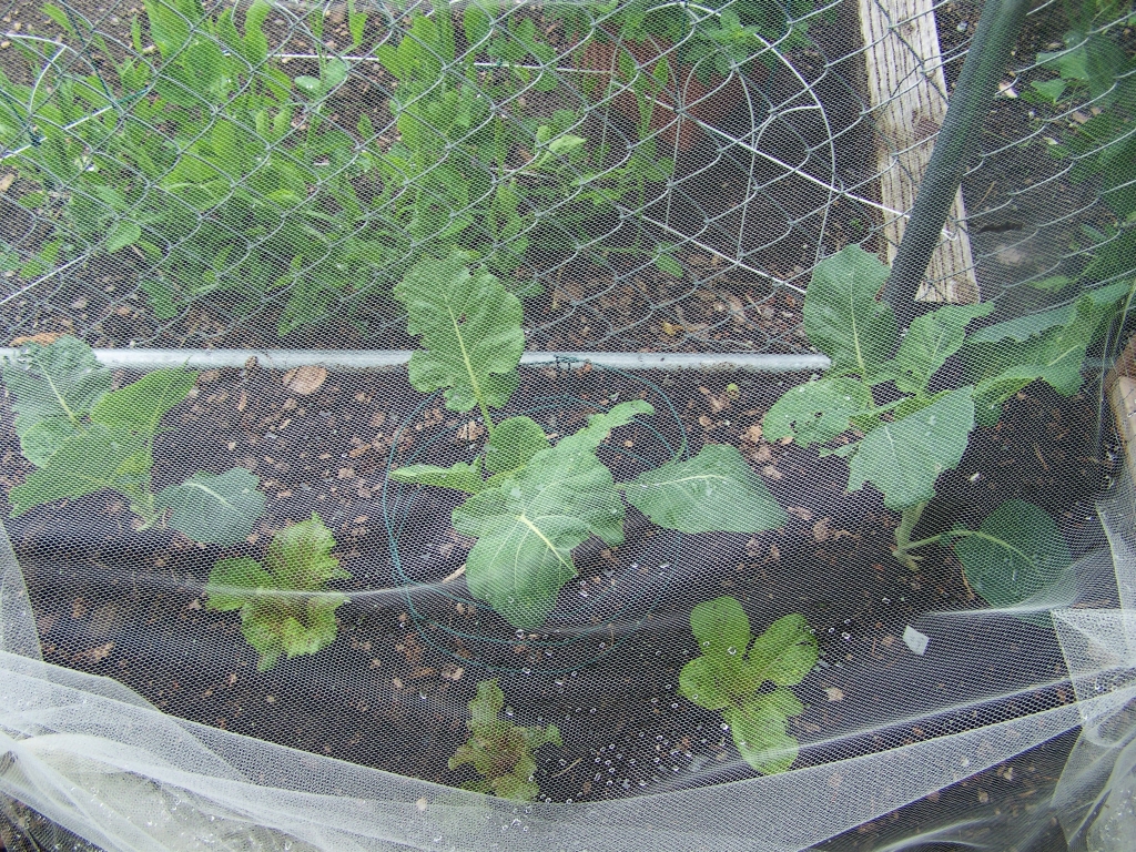 Annie's Kitchen Garden: May 30, 2012 - The End of May Garden (part 2)