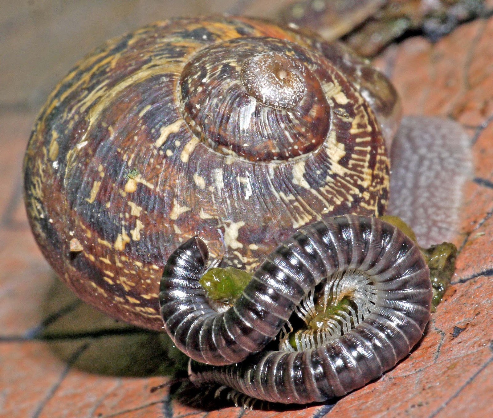 OF CURIOSITIES The Snail, the Woodlouse and the Millipede with