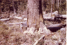 Giant Spruce Boswell Inlet (1965)