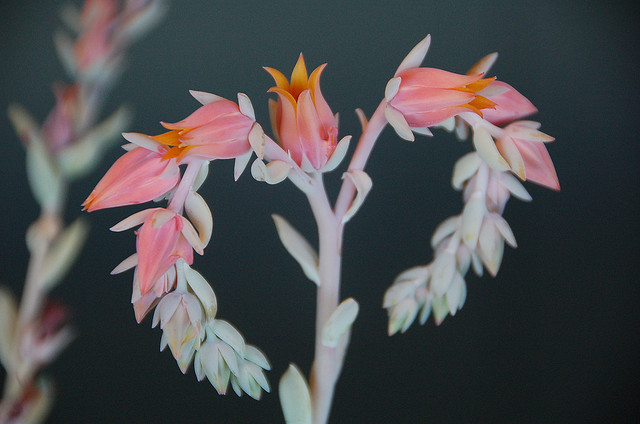 Você conhece as Echeverias