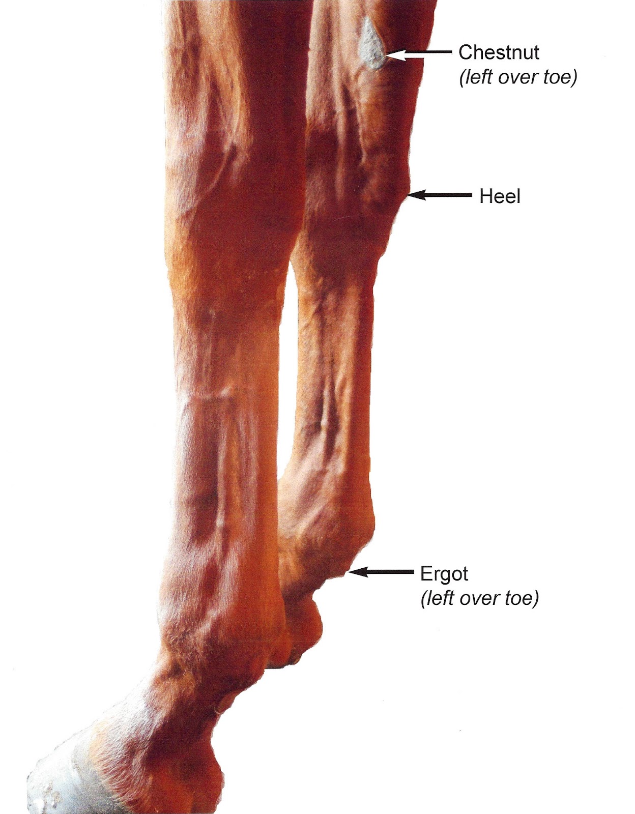 Louisiana Podiatrist Gulf South Foot & Ankle DID YOU KNOW THAT