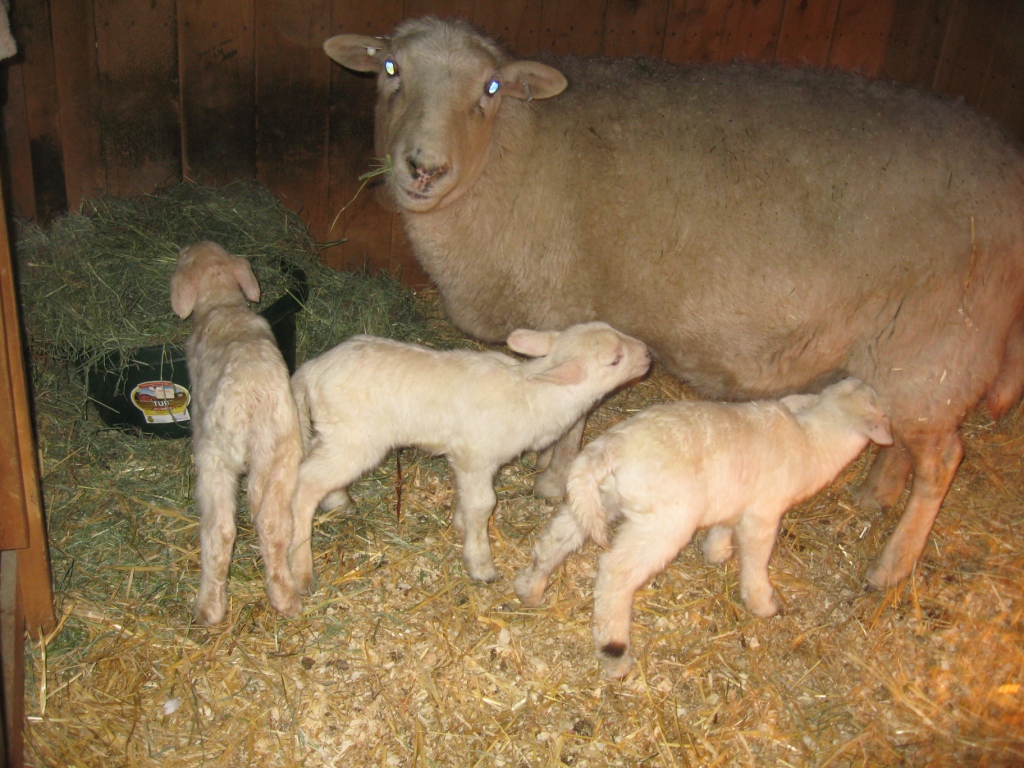 AVERY's KATAHDIN SHEEP SPRING STORM + PREGNANT EWES = LAMBS