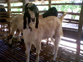 Kambing Tipe C (Ready Stock)