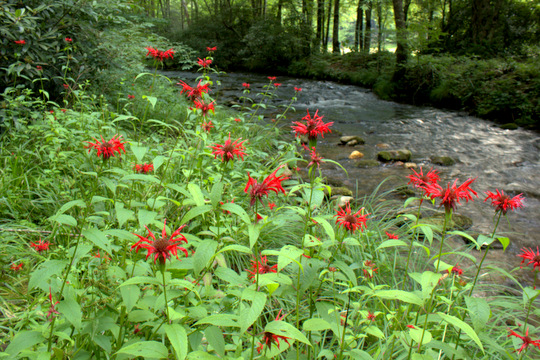 Bees balm in Cataloochee Valley along Rough Fork