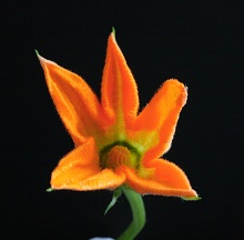 Courgette Flower