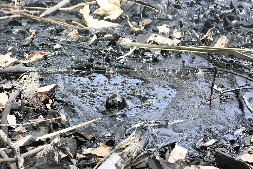 Tar Pit California