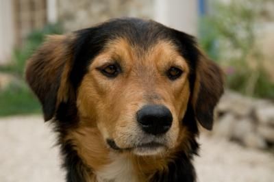 Mongrel Dogs For Sale Mongrel Dogs For Sale