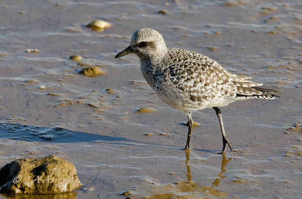 Chorlito gris, Pluvialis squatorola, Grey Plover Chorlito gris, Pluvialis squatorola, Grey Plover