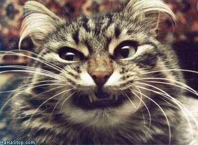 How Can I Get A Feral Cat To Trust Me How Can I Get A Feral Cat To Trust Me