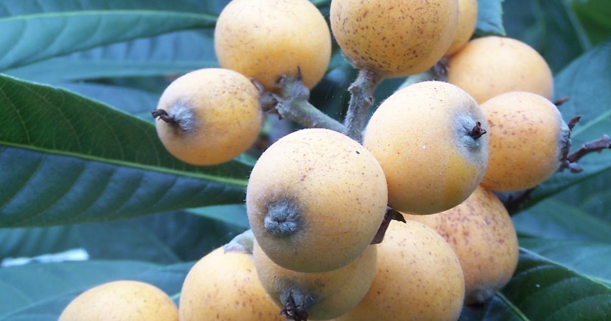 Simply Living Will asparagus grow in Florida?