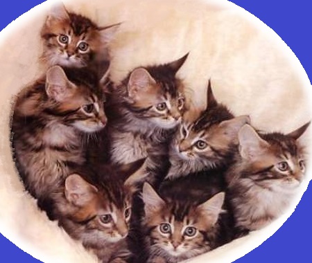 Gatti E Gattini Appena Nati