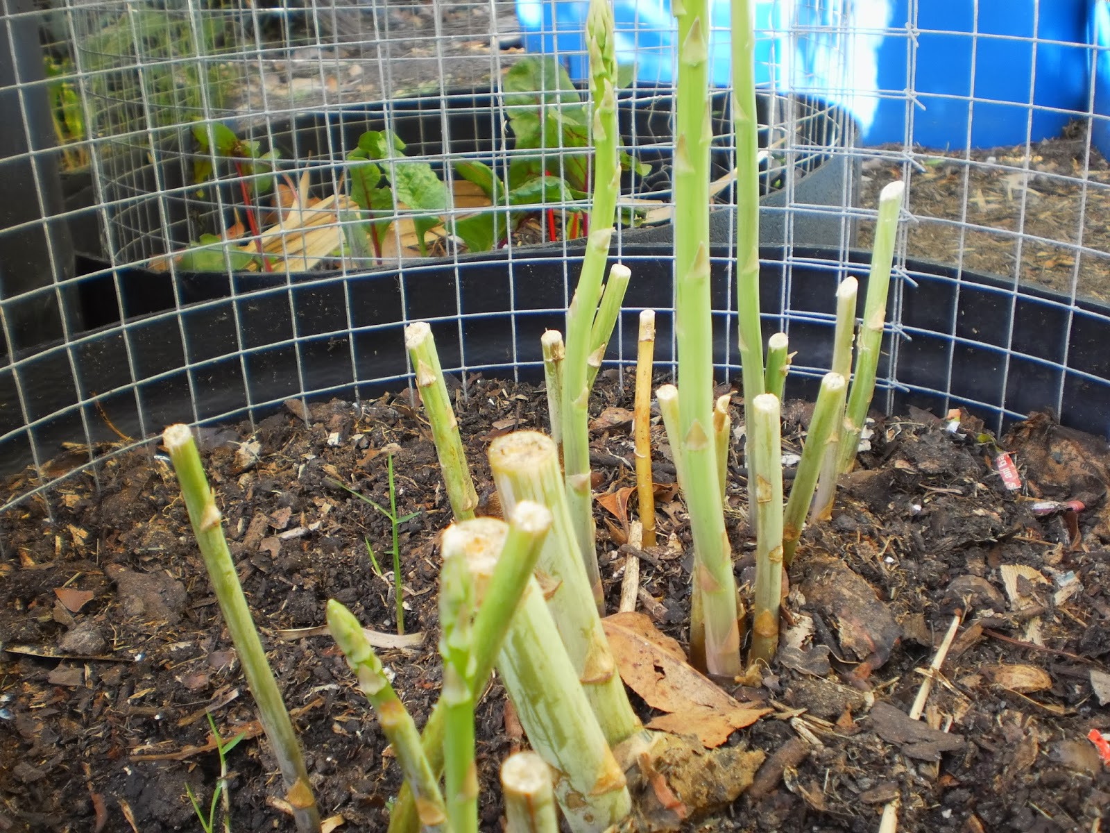 Growing asparagus in Brisbane Winter update!
