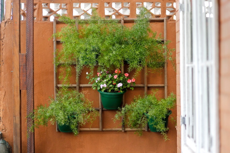plantas para um jardim verticalPlantas Para Jardim Vertical plantas para um jardim verticalPlantas Para Jardim Vertical