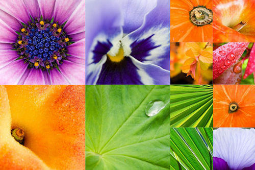 Colección de plantas, frutas y flores (12 imágenes clos up)