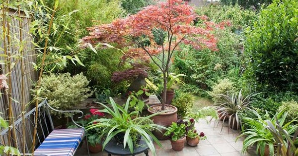 Guia de jardin. Blog de jardinería y plantas. Jardín en casa.: Plantar