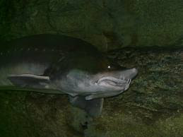 Notícias - Os 10 maiores peixes de água doce do mundo 10-+kaluga