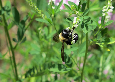 Contractor Bee